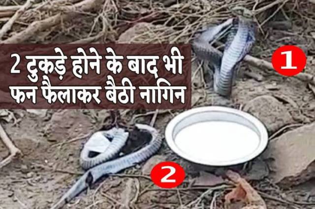 snake unique news 