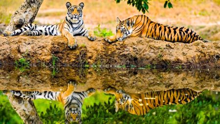 tiger state