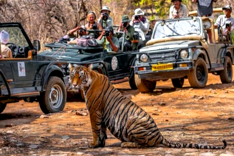 tiger safari