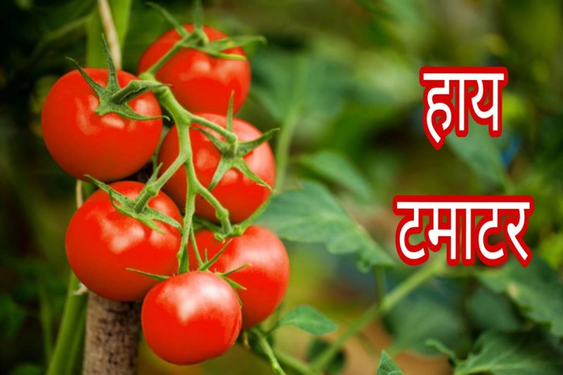 Lucknow Tomato Price