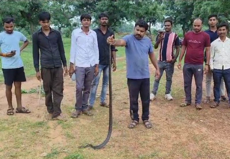 नागपंचमी में घर में घुसा सांप, पकड़कर जंगल में छोड़ा