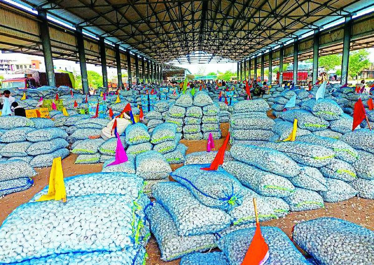 रक्षा बंधन के बाद लहसुन की बाहरी डिमाण्ड बढ़ जाएगी। जिसके चलते लहसुन के भावो में और तेजी आने की उम्मीद बनी हुई है।