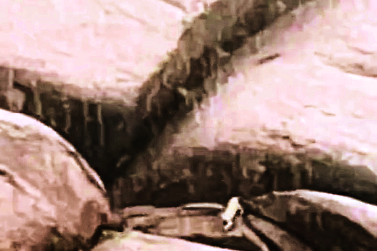 शामदा की पहाड़ी पर दहाड़ा बघेरा… देखें वीडियो ….