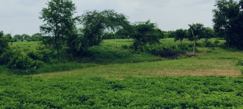 पिपरसमा स्थित कृषि उपज मंडी के पास ही नई थोक सब्जी मंडी एवं फ्रूट मंडी बनाने की कवायद शुरू हो गई है। वहीं शिवपुरी-झांसी ङ्क्षलक रोड पर 1.60 करोड़ रुपए की लागत से 7 वर्ष पूर्व बनी फ्रूट व सब्जी मंडी में मीट मार्केट शुरू करने पर विचार किया जा रहा है।