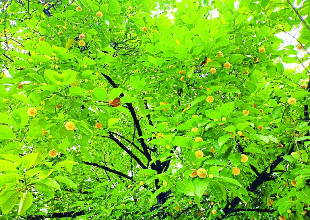 कदंब के पेड़ को भगवान श्रीकृष्ण से भी जोड़ा जाता है। पुराणों के अनुसार यह भगवान कृष्ण का प्रिय वृक्ष है। वे अक्सर इसकी छांव में बांसुरी की तान छेड़ा करते थे। कदम्ब का वानस्पतिक नाम रूबियेसी कदम्बा है। पहले इसे नॉक्लिया कदम्बा के रूप में जाना जाता था। इसे रूबियेसी परिवार से संबंधित पेड़ माना गया है। यह आमतौर पर समूचे भारत में पाया जाता है।