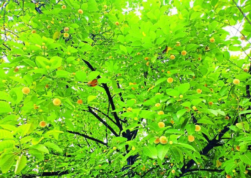 कदंब के पेड़ को भगवान श्रीकृष्ण से भी जोड़ा जाता है। पुराणों के अनुसार यह भगवान कृष्ण का प्रिय वृक्ष है। वे अक्सर इसकी छांव में बांसुरी की तान छेड़ा करते थे। कदम्ब का वानस्पतिक नाम रूबियेसी कदम्बा है। पहले इसे नॉक्लिया कदम्बा के रूप में जाना जाता था। इसे रूबियेसी परिवार से संबंधित पेड़ माना गया है। यह आमतौर पर समूचे भारत में पाया जाता है।