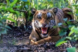 महाराष्ट्र के चंद्रपुर में ‘आदमखोर’ बाघ का आतंक, जंगल गई 4 महिलाओं को मार डाला - image