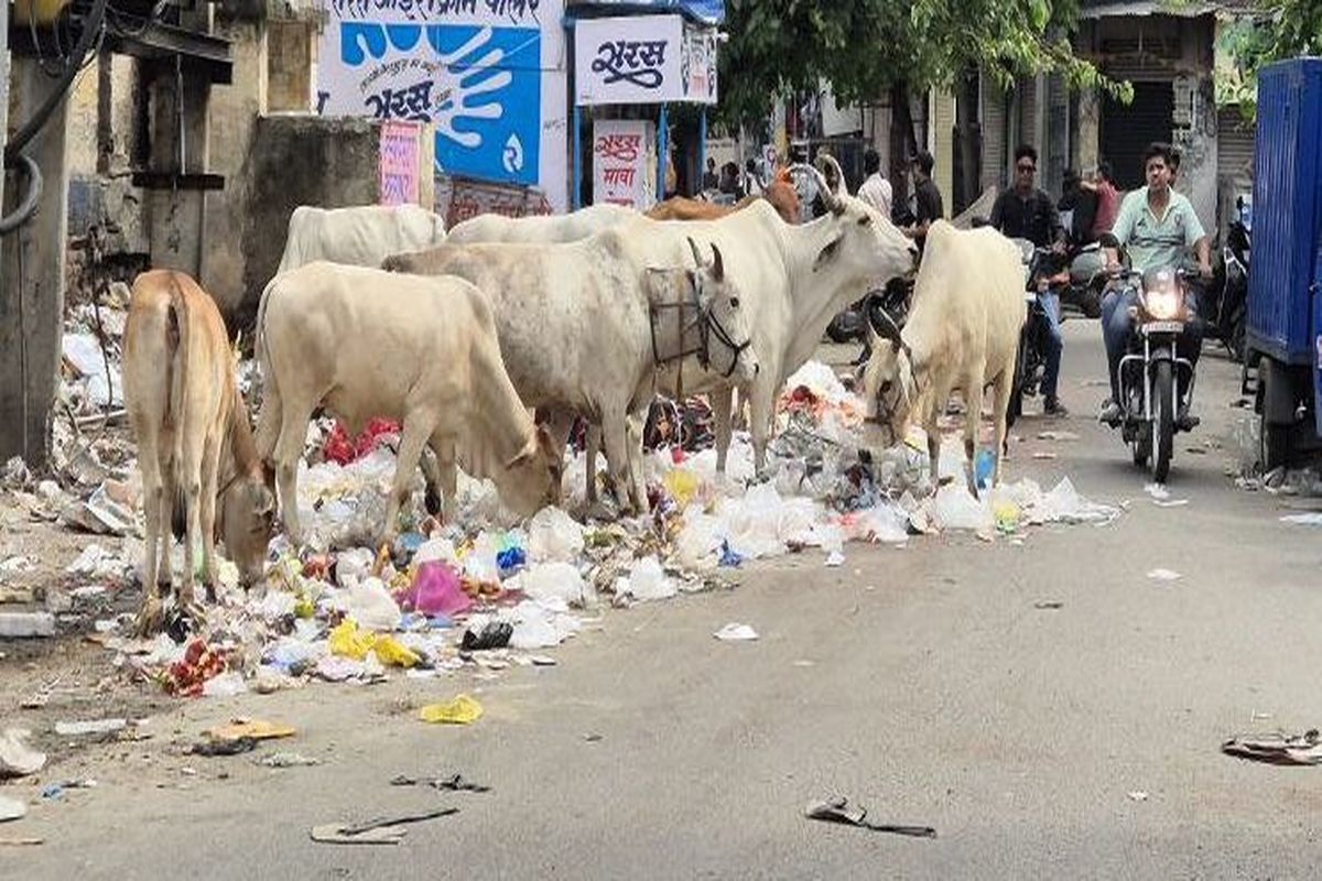 भीलवाड़ा नगर परिषद व भीलवाड़ा प्रदूषण नियंत्रण मंडल नहीं कर पा रहा ठोस कार्रवाई
