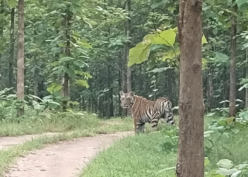 पेंच के बफर में घूमती जुगनी बाघिन।