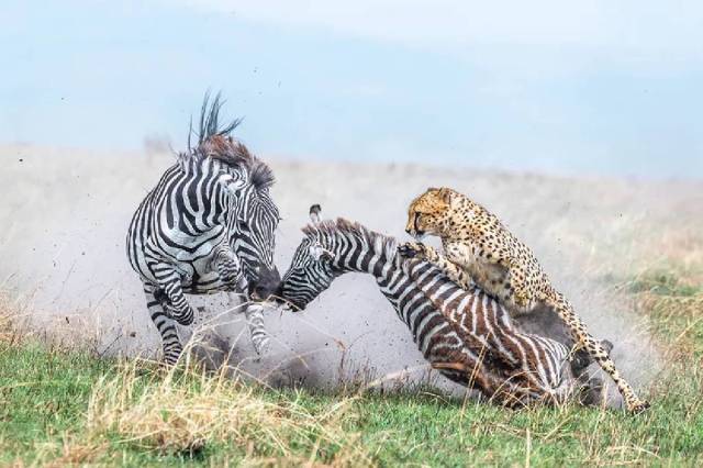 Tiger and Zebra photo