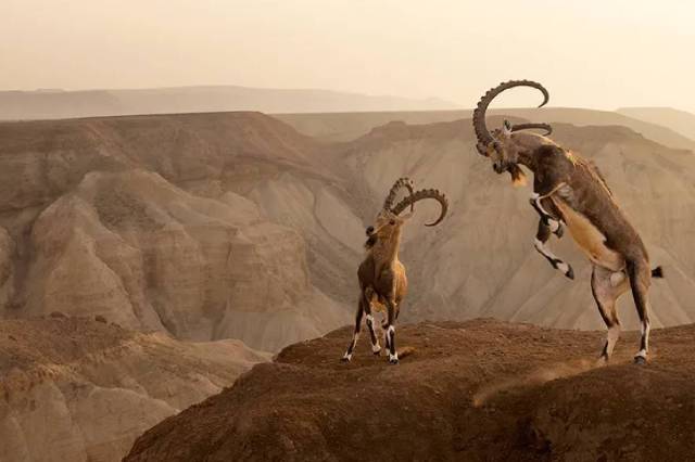 Nubian Ibex (Capra nubiana) clash 