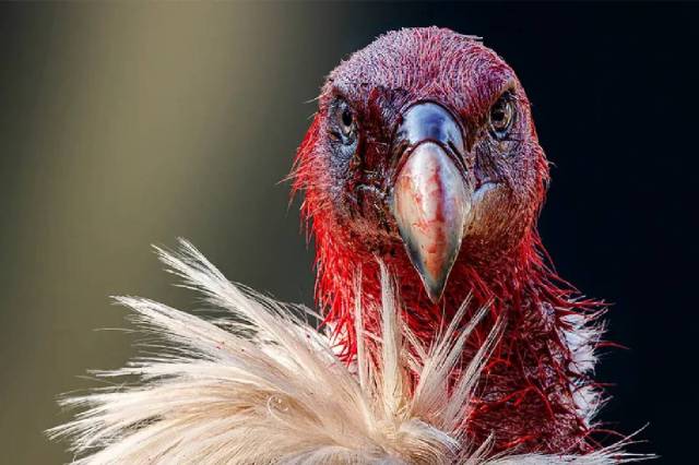 Bloody Himalayan Vulture