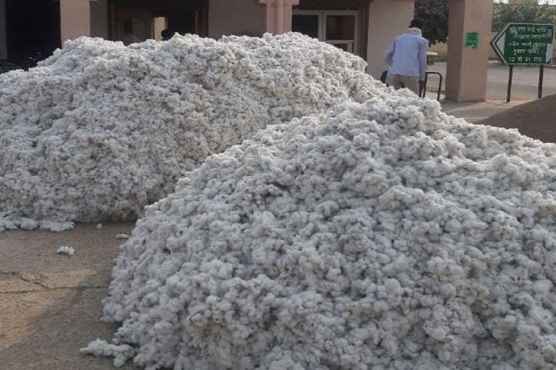 Rajasthan Sriganganagar Farmers Disillusioned with Cotton Crop Busy Sowing Moong Guar
