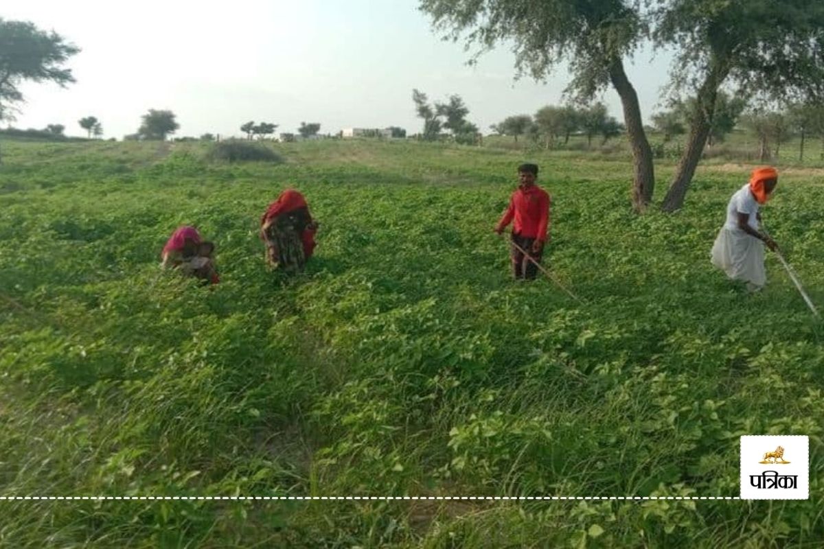 Rajasthan Bank Accounts Jan Aadhar Link Mandatory before 27 August Farmers worried How will Update be Done in 3 Days