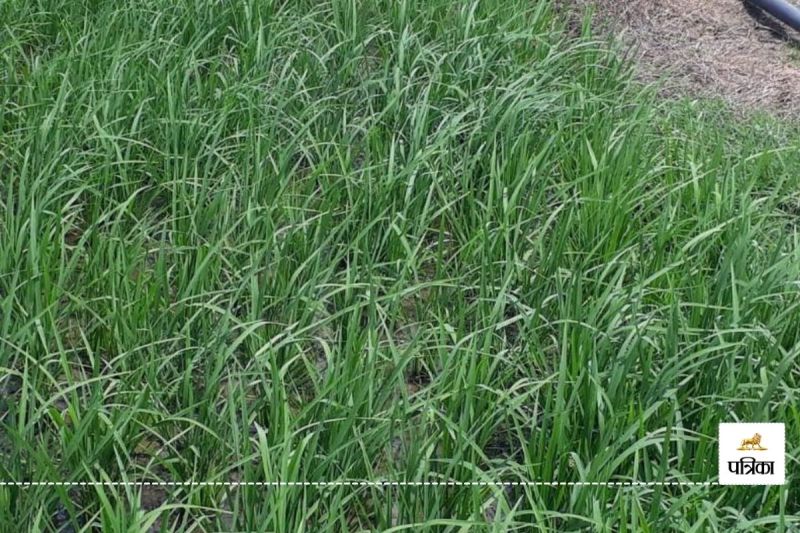 Good News Rajasthan Government New Facility Now Farmers can do Girdawari Themselves know how