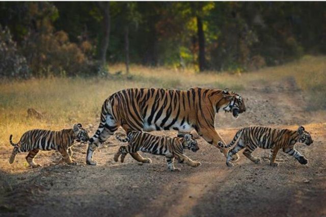  Tamor Pingla Tiger Reserve Chhattisgarh