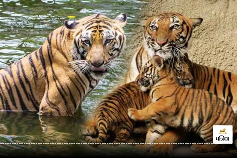 Guru Ghasidas Tamor Pingla Tiger Reserve Chhattisgarh will be the third largest tiger reserve of the country.