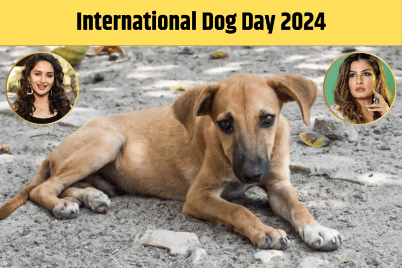 International Dog Day 2024