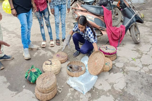 Cruelty of snake charmers on Nag Panchami katni