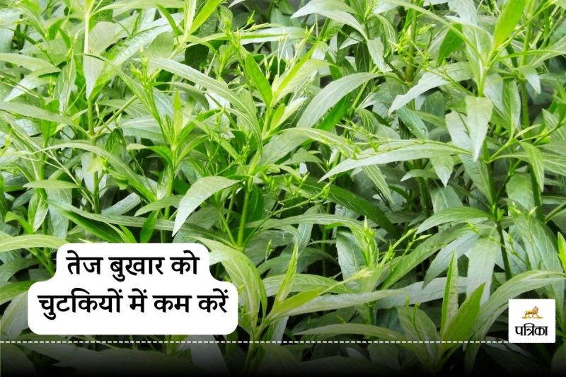 Kalmegh leaves: A sure cure for malaria