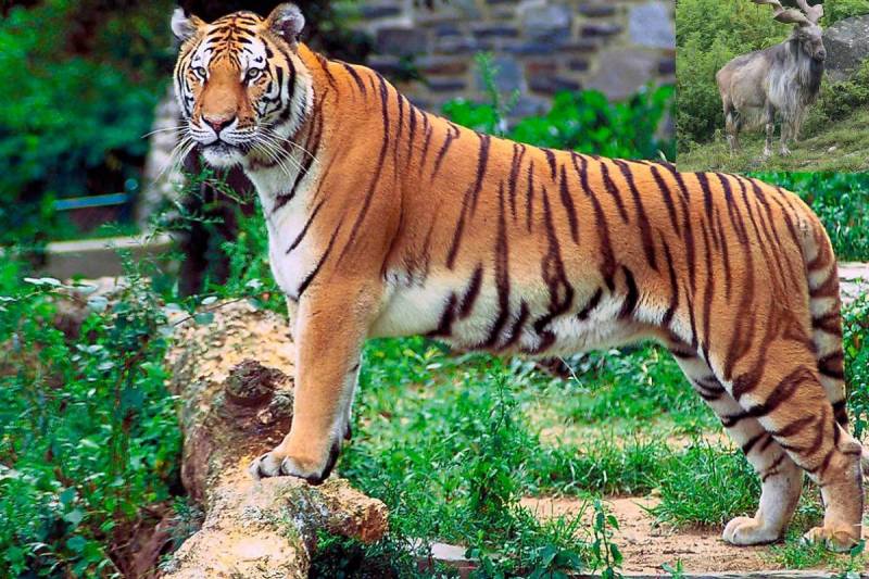 National Animal of india