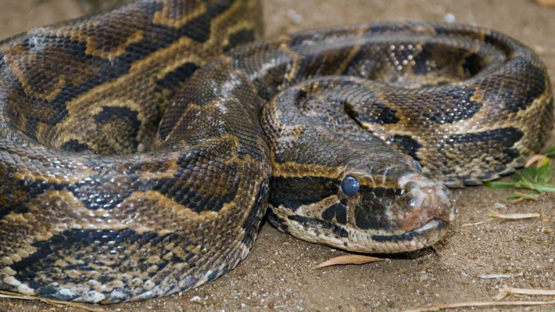 Panic created in Sambhal after a 10 feet long python was seen