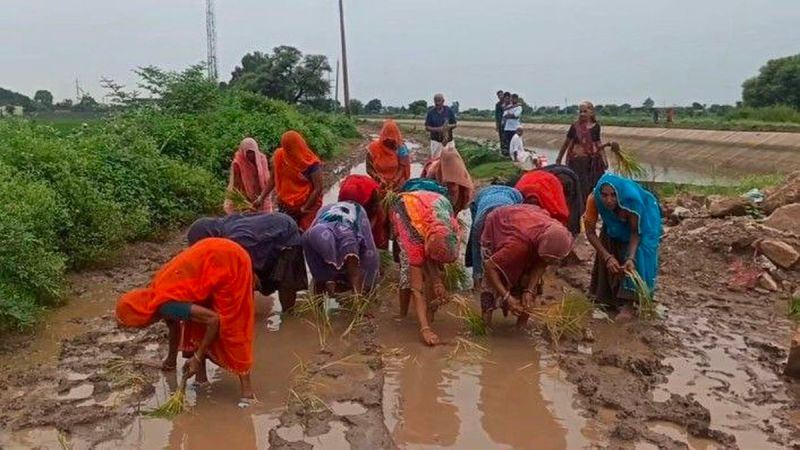 ग्रामीणों ने रोड पर धान लगाकर किया प्रदर्शन