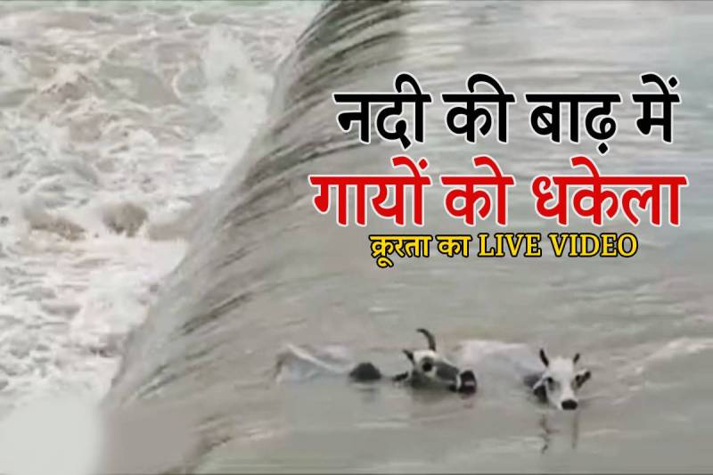 Cows pushed flooded river