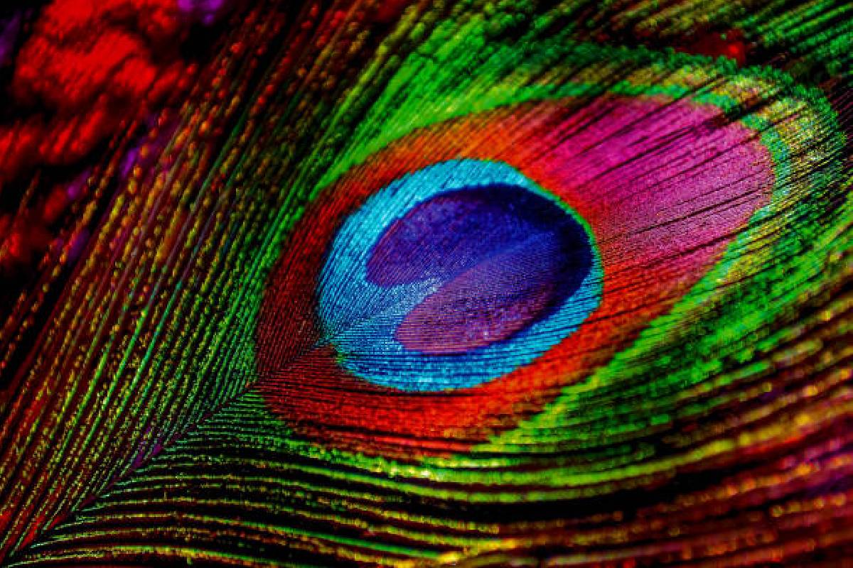 Shri Krishna Janmashtami Vrat niyam