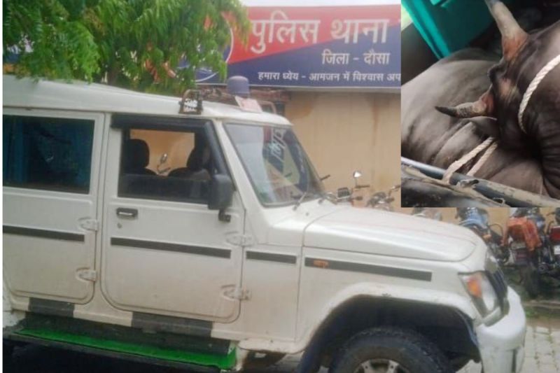 cow smuggling in ambulance