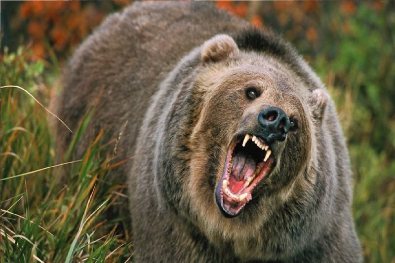 Bear Attacks