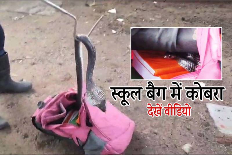 Cobra Snake Hiding in School Bag