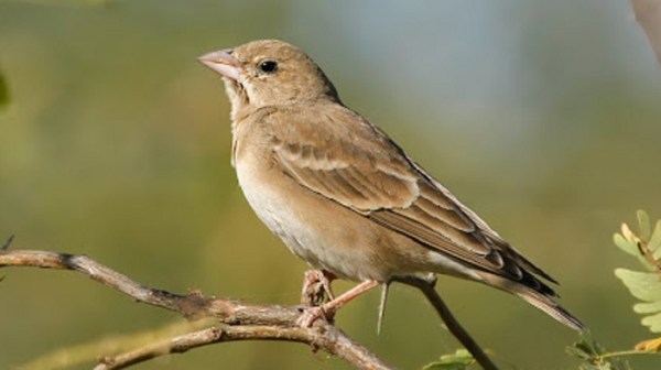 bird shelter