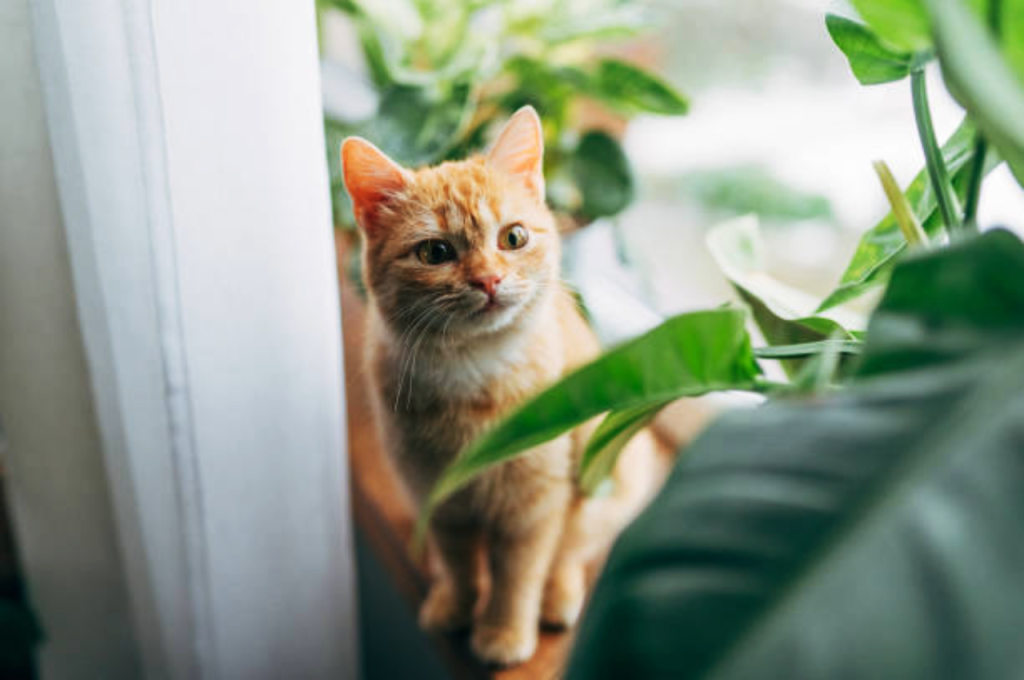 Brown golden Cat