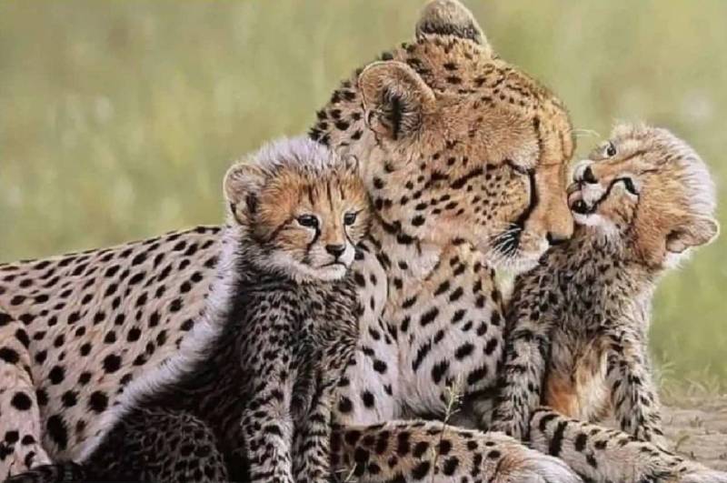 cheetah cub dies at kuno