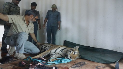 बाघ शावक का परीक्षण करते वन्यप्राणी चिकित्सक