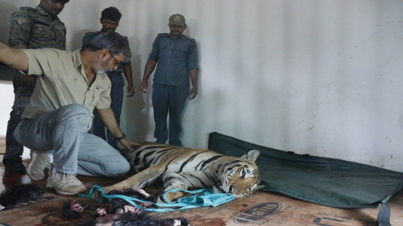 बाघ शावक का परीक्षण करते वन्यप्राणी चिकित्सक
