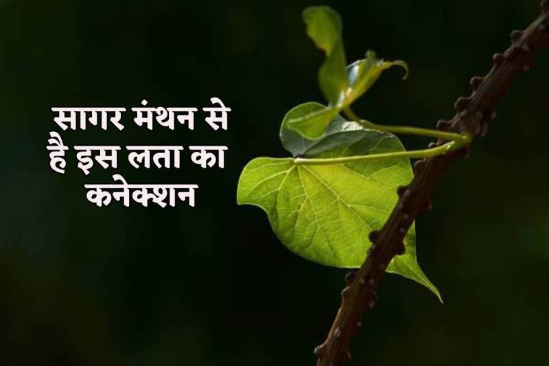 giloy ki bel ki utpatti kaise hui