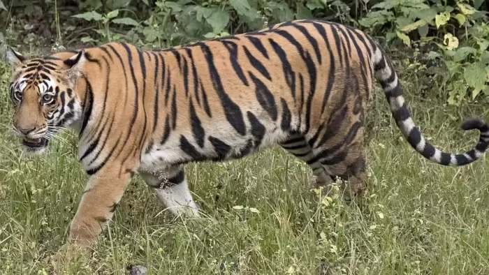 Guru Ghasidas Tamor Pingla Tiger Reserve , CG