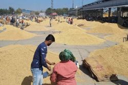 Kota Mandi Bhav : गेहूं, सोयाबीन तेज, कृषि जिंसों की आवक 80000 कट्टे - image