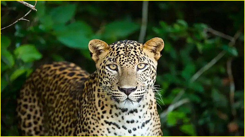 leopard attack in amroha uttar pradesh