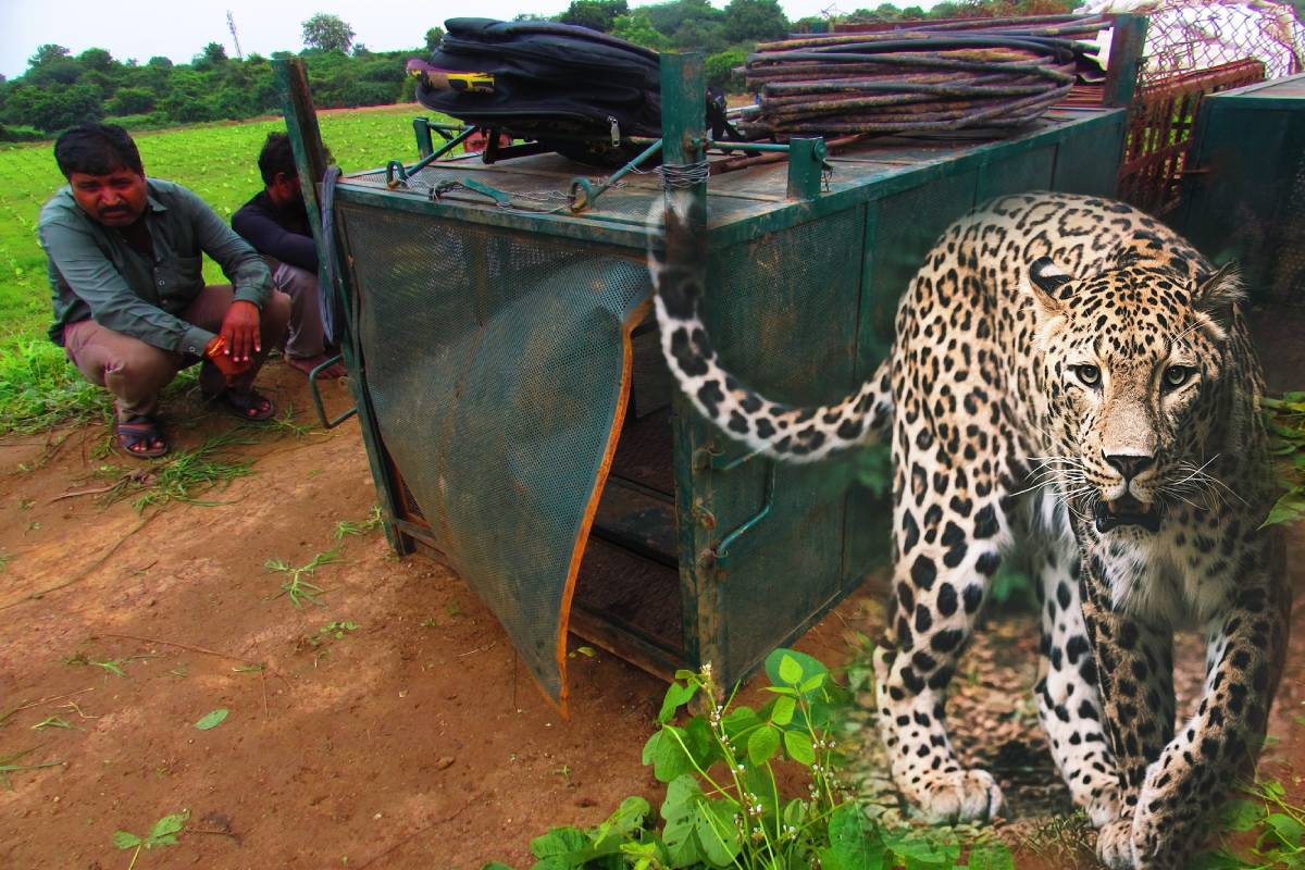 leopard escape