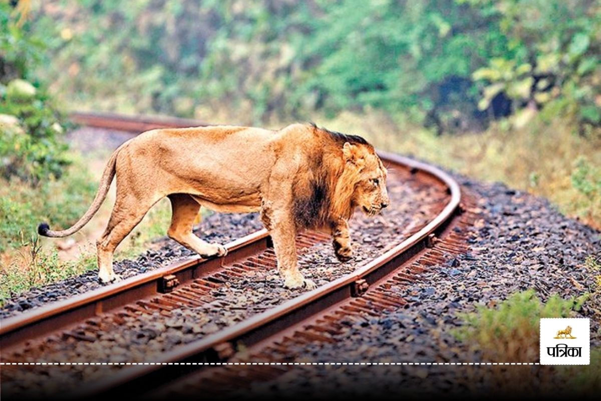 Lion at Rail Track: पटरी पर 100 किलोमीटर की गति से दौड़ रही थी Train कि तभी
सामने आ गए तीन-तीन शेर… अब तक 55 शेरों के साथ हो चुका है ये कांड