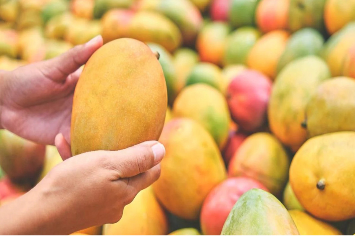 mango, UP CM, UP News