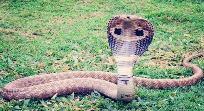 Mata Mandir Pidaura Bhind Police Barohi Police Bhind Nag Story