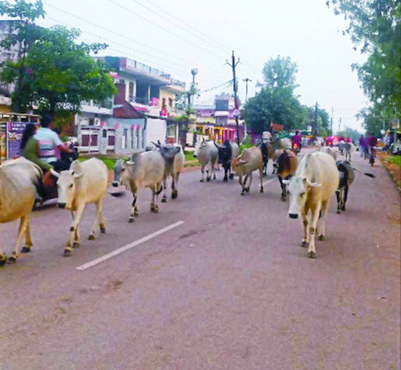 बेलगाम यातायात को सुगम बनाने की कवायद बैठक तक सीमित