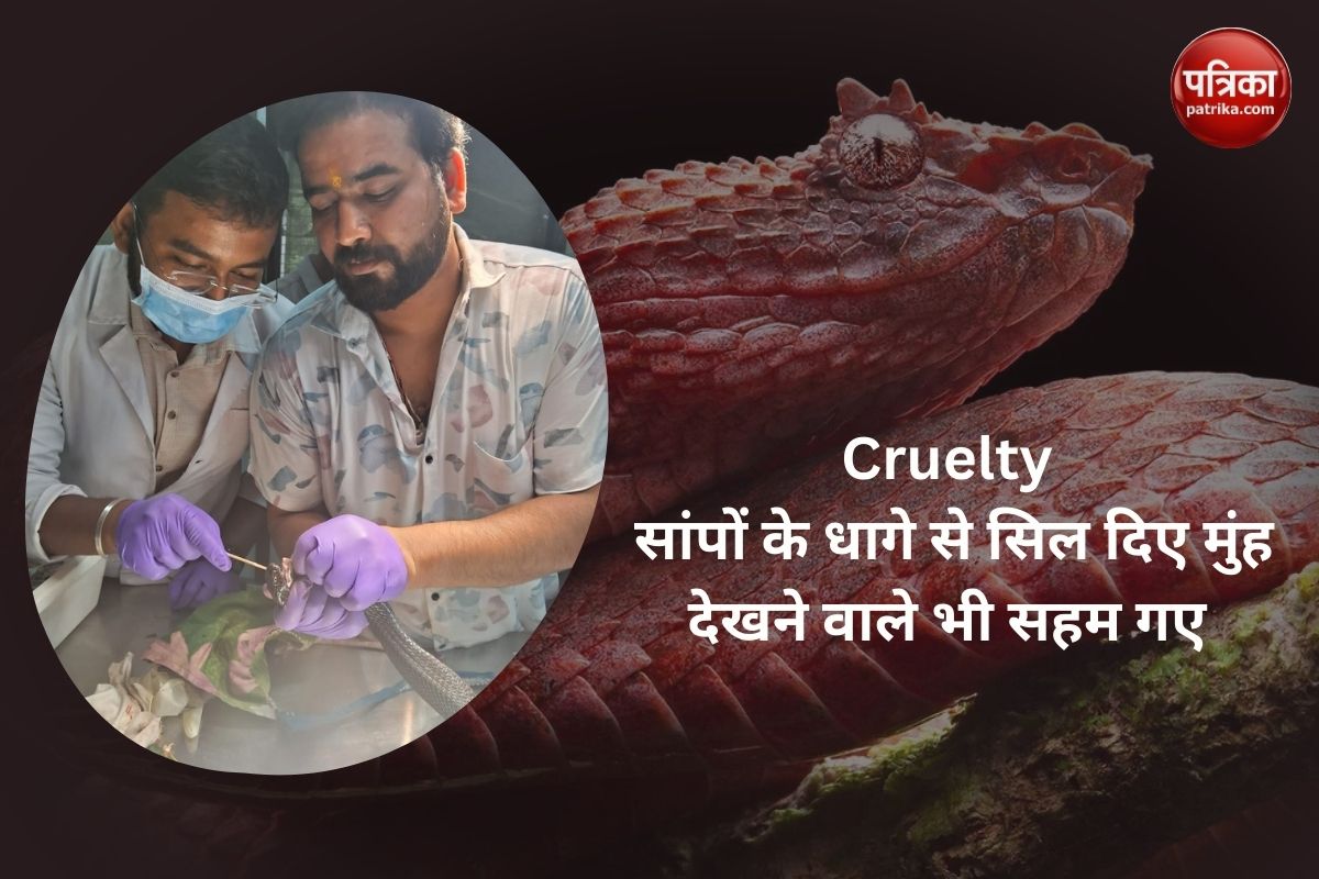 Cruelty : सांपों के धागे से सिल दिए मुंह, देखने वाले भी सहम गए