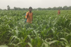 तीन दिन की बारिश से मक्का सहित अन्य फसलें सम्भली - image