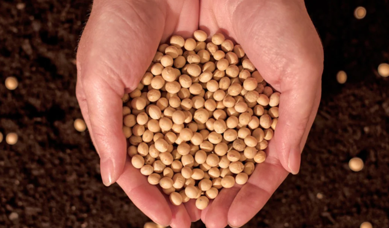 Soybean price MP Umang Singar tweet Demand to increase soybean prices to 8 thousand on Swaminathan report