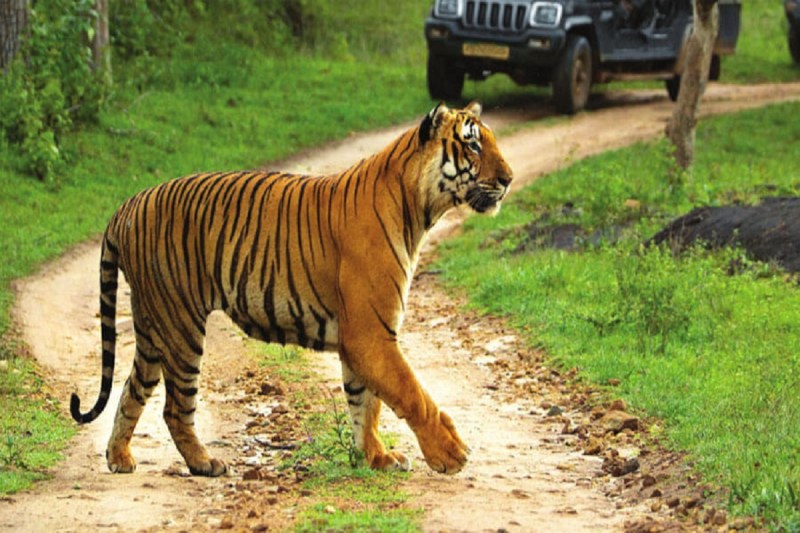 chhattisgarh tiger reserve